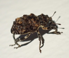 Curculionidae