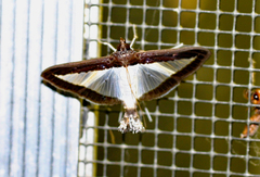 Diaphania hyalinata