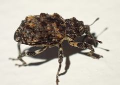 Curculionidae