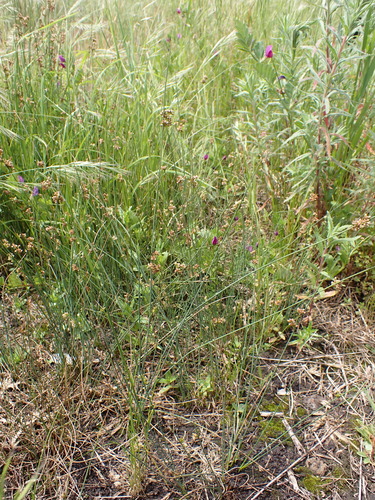 Image of Juncus subsecundus by (c) Nina Kerr, some rights reserved (CC BY)