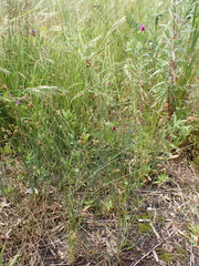 Juncus subsecundus