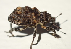 Curculionidae