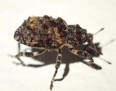 Curculionidae