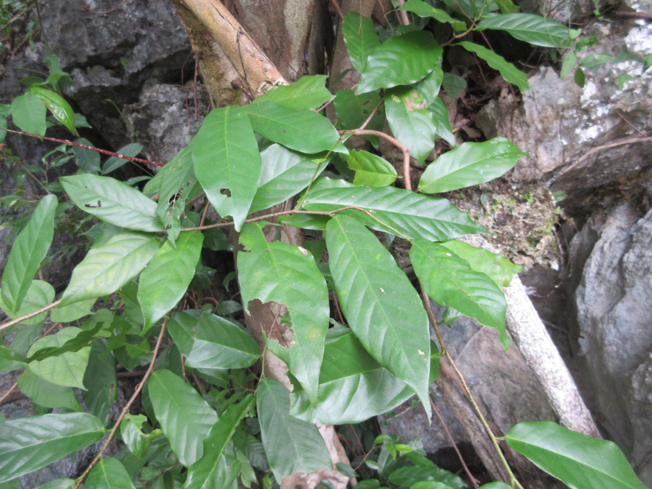 Desmos chinensis (Desmos chinensis)