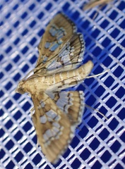 Sameodes