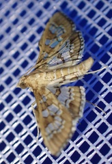 Sameodes