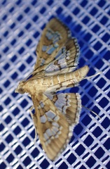Sameodes