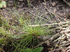 Isolepis