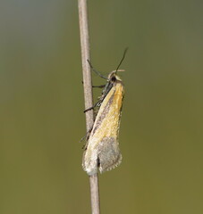 Philobota arabella