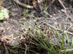Isolepis