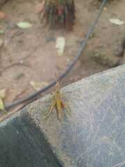 Phlaeoba antennata