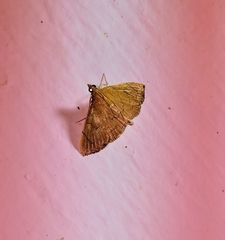 Hyalobathra illectalis