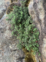 Erica haematocodon