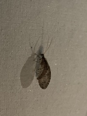 Wesmaelius subnebulosus