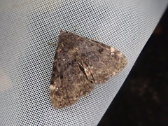 Diomea cremata