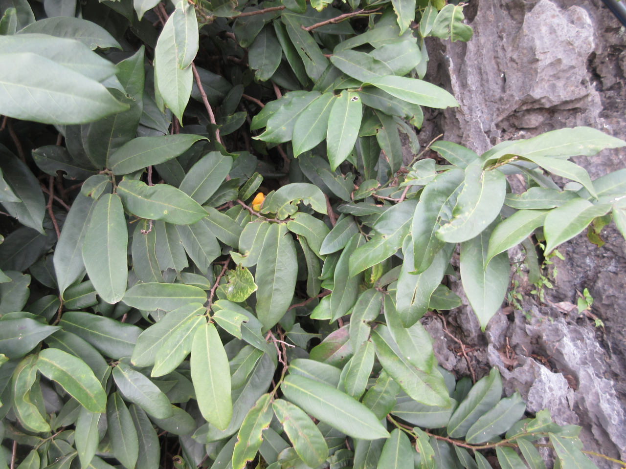 Diospyros blancoi (Diospyros blancoi)