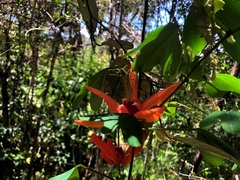 Passiflora aurantia