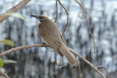 Philemon citreogularis