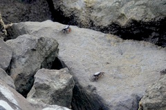 Parasesarma erythodactylum