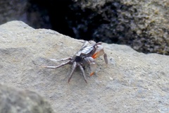 Parasesarma erythodactylum