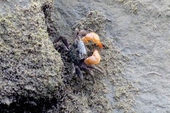 Parasesarma erythodactylum