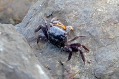 Parasesarma erythodactylum