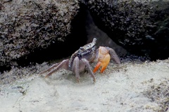 Parasesarma erythodactylum