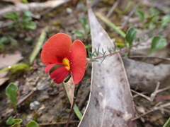 Gompholobium ecostatum
