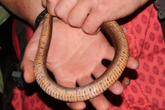 Stenorrhina degenhardtii
