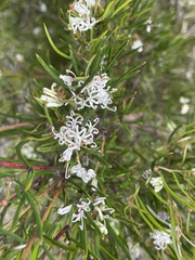 Grevillea australis