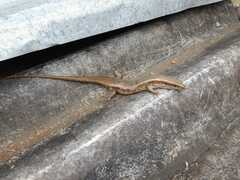 Eutropis
