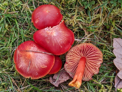 Scarlet Waxy Cap