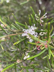 Grevillea australis