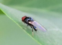 Lonchaea