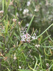 Grevillea australis