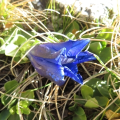 Gentiana acaulis