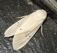 Creatonotos