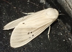 Creatonotos