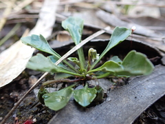 Viola cleistogamoides