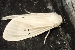 Creatonotos