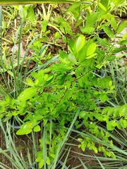 Phyllanthus tenellus