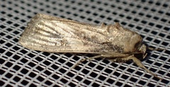 Spodoptera