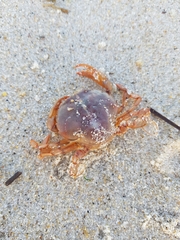 Polybius henslowii