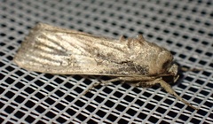 Spodoptera