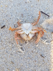 Polybius henslowii