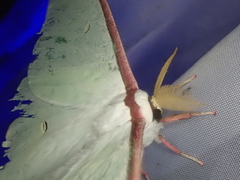 Actias aliena aliena