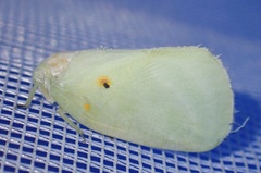 Poeciloflata combinata