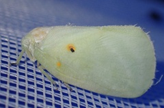 Poeciloflata combinata