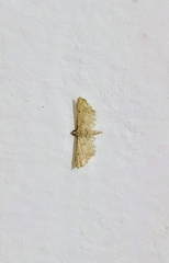 Sufetula