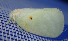 Poeciloflata combinata